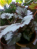 begonia rex